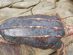 Dermochelys coriacea