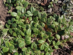 Fragaria chiloensis pacifica