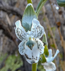 Chloraea galeata