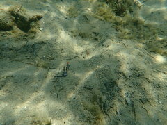 Hypselodoris saintvincentius