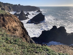 Fragaria chiloensis pacifica