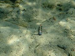 Hypselodoris saintvincentius