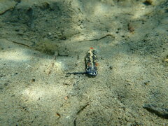 Hypselodoris saintvincentius