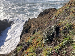 Eriogonum latifolium