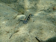 Hypselodoris saintvincentius
