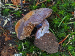 Cortinarius subolivascens