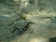 Hypselodoris saintvincentius