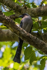 Dendrocitta formosae formosae