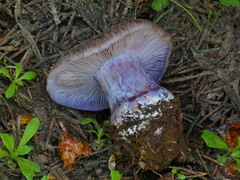 Cortinarius subolivascens