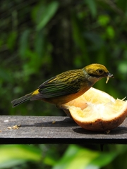 Tangara icterocephala