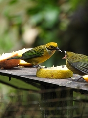 Tangara icterocephala