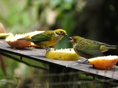 Tangara icterocephala
