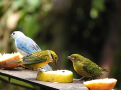 Tangara icterocephala