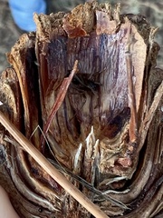 Falconina gracilis