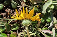 Grindelia hirsutula
