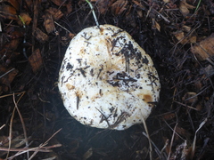 Russula brevipes acrior