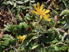Grindelia hirsutula