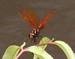 Perithemis