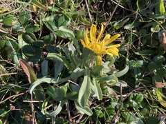 Grindelia hirsutula