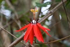 Passiflora miniata