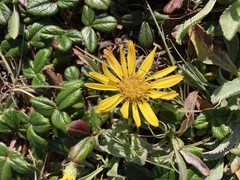 Grindelia hirsutula