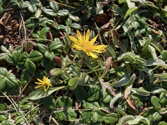 Grindelia hirsutula