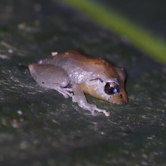 Diasporus diastema