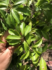 Fagaceae