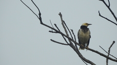 Gracupica nigricollis