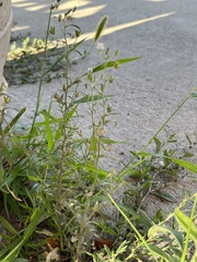 Chaenorhinum