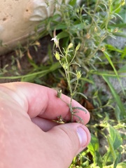 Chaenorhinum