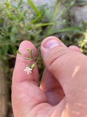 Chaenorhinum