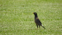 Acridotheres tristis