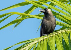 Corvus splendens