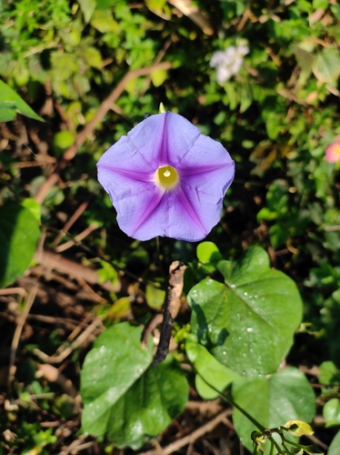 Yellow-Throated Morning Glory