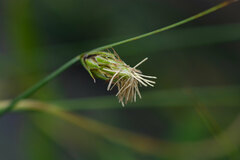Carex setifolia