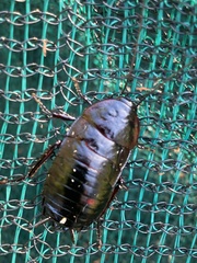 Maoriblatta