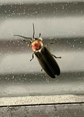 Photinus