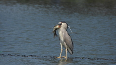 Nycticorax nycticorax