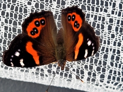 Vanessa gonerilla