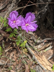 Thysanotus tuberosus