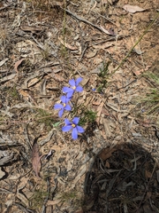 Cheiranthera linearis