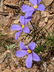 Cheiranthera linearis