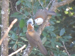 Garrulax leucolophus