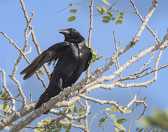 Corvus ossifragus