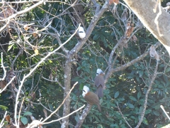 Garrulax leucolophus