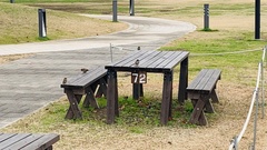 Passer montanus saturatus