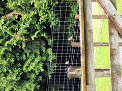 Carduelis carduelis britannica