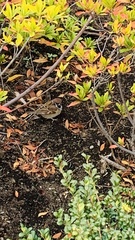 Passer montanus saturatus