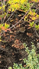 Passer montanus saturatus